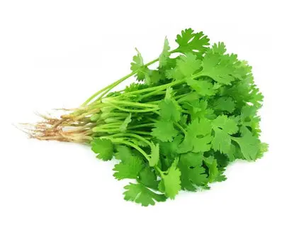 coriander